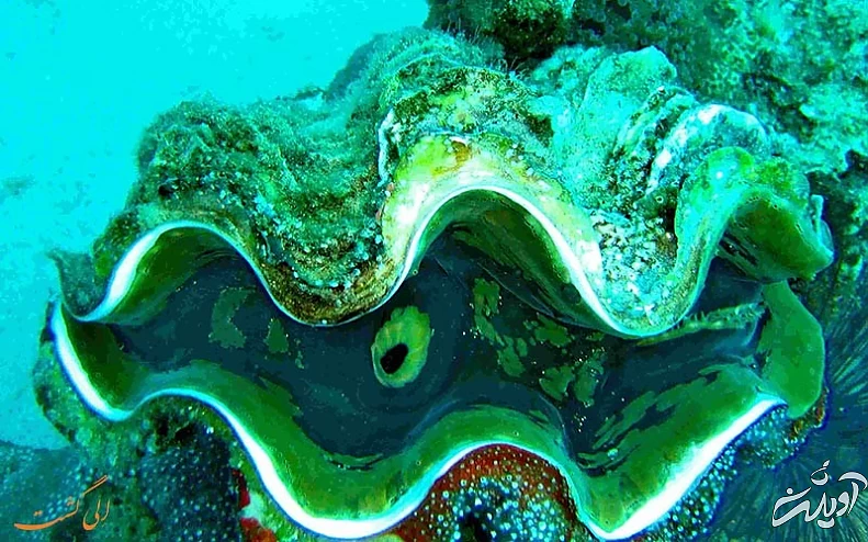 عروس دریایی تیولا عروس دریایی تیولا